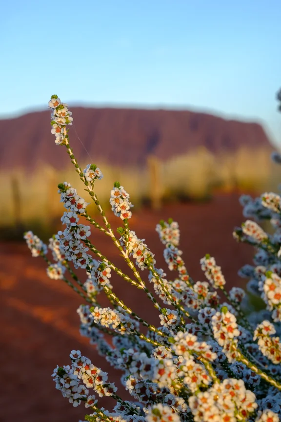 Uluru-6977.jpg