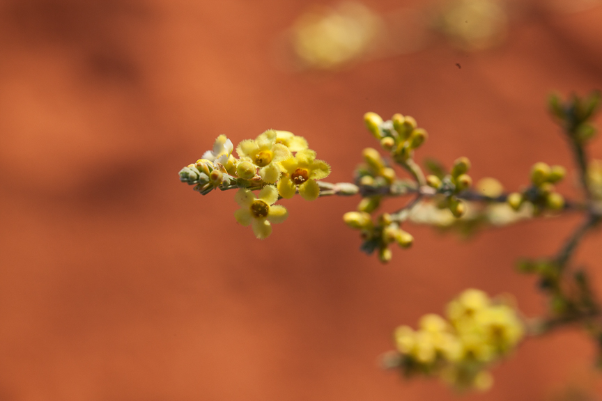 Uluru-9404.jpg