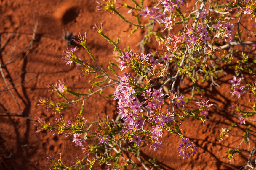 Uluru-9472.jpg