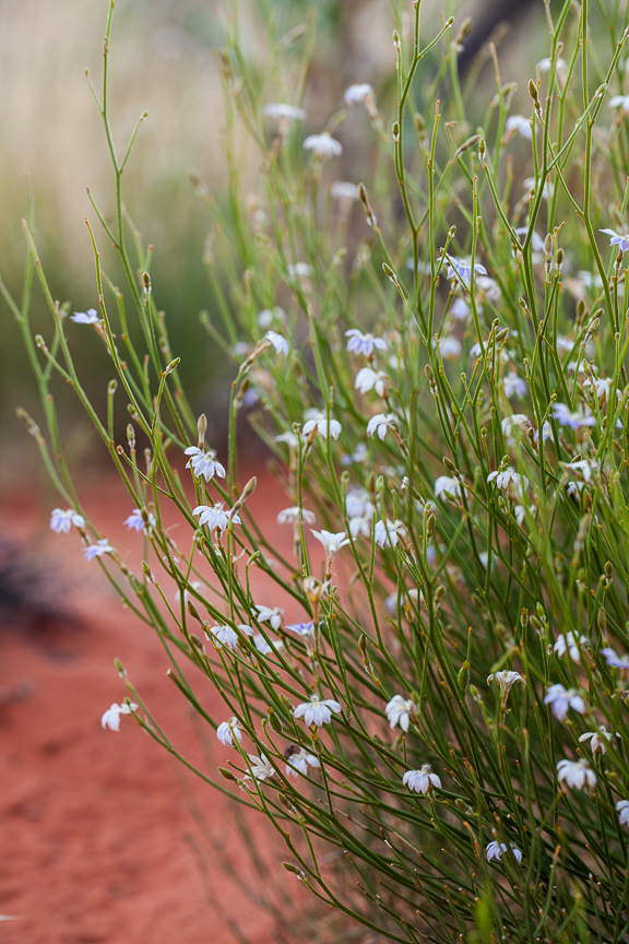 Uluru-9617.jpg