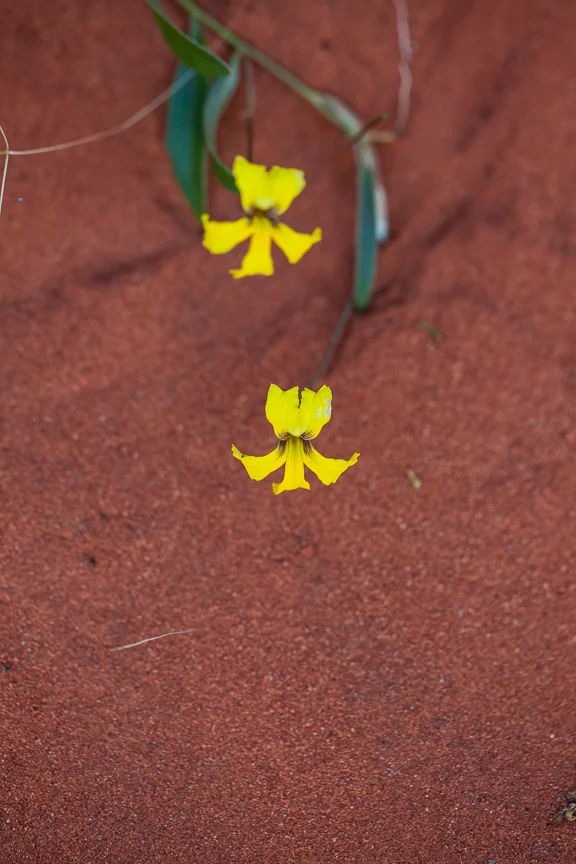 Uluru-9796.jpg