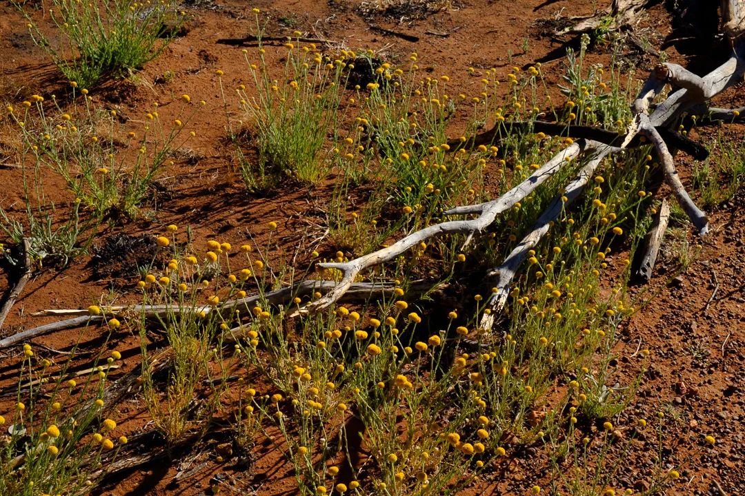 DSCF7365.jpg