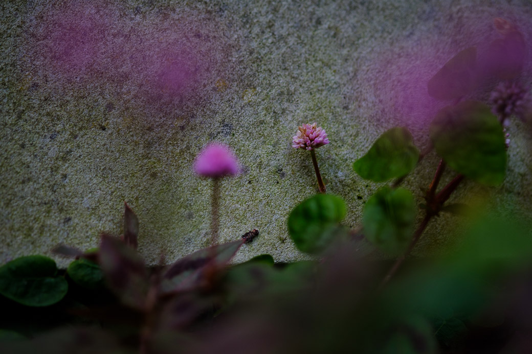 Hiding in plain sight
