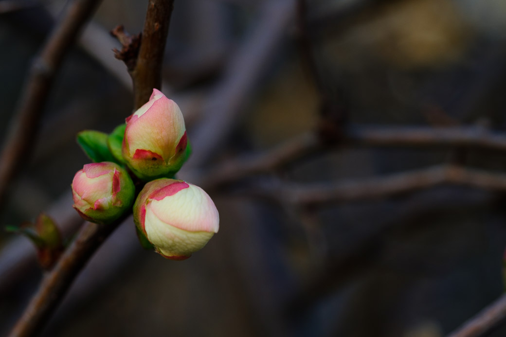  Amongst the bleak background, a tiny bud of life.  