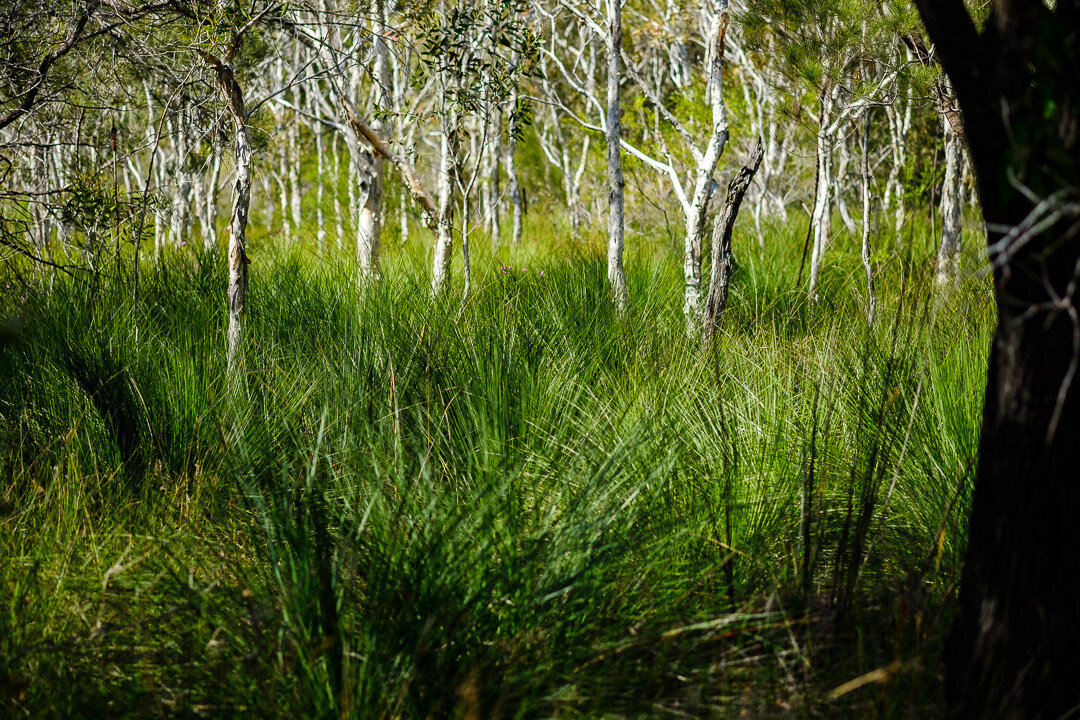 IF you'd like to help save this little pocket of land from becoming a car park, please sign the petition (Queenslanders only). Link to blog in bio. #savethewildflowers #isabeljordanreserve #caloundra #sunshinecoast #lookcloser