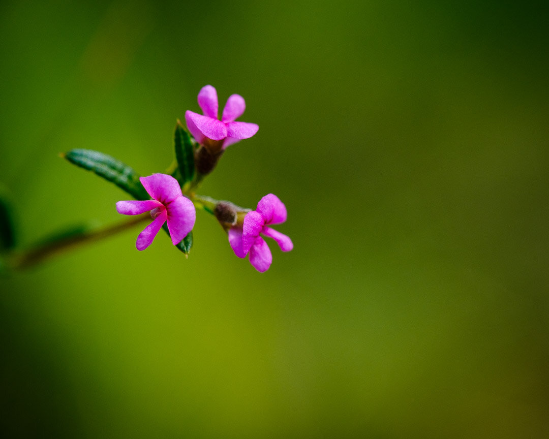 IF you'd like to help save this little pocket of land from becoming a car park, please sign the petition (Queenslanders only). Link to blog in bio. #savethewildflowers #isabeljordanreserve #caloundra #sunshinecoast #lookcloser #macro