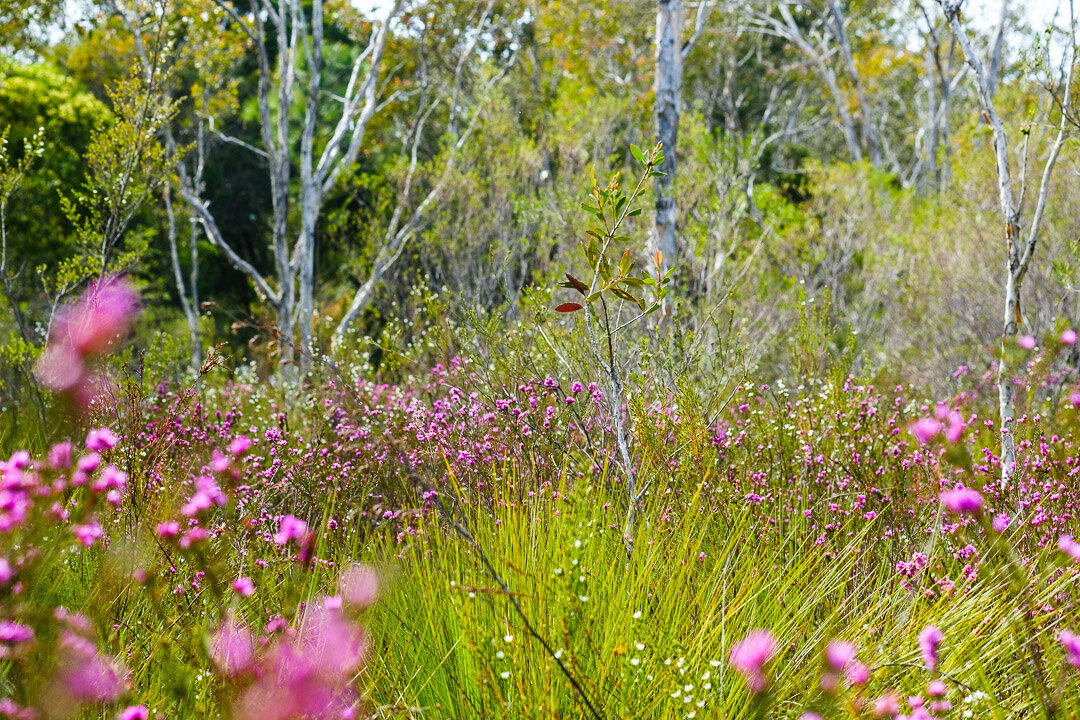IF you'd like to help save this little pocket of land from becoming a car park, please sign the petition (Queenslanders only). Link to blog in bio. #savethewildflowers #isabeljordanreserve #caloundra #sunshinecoast #lookcloser