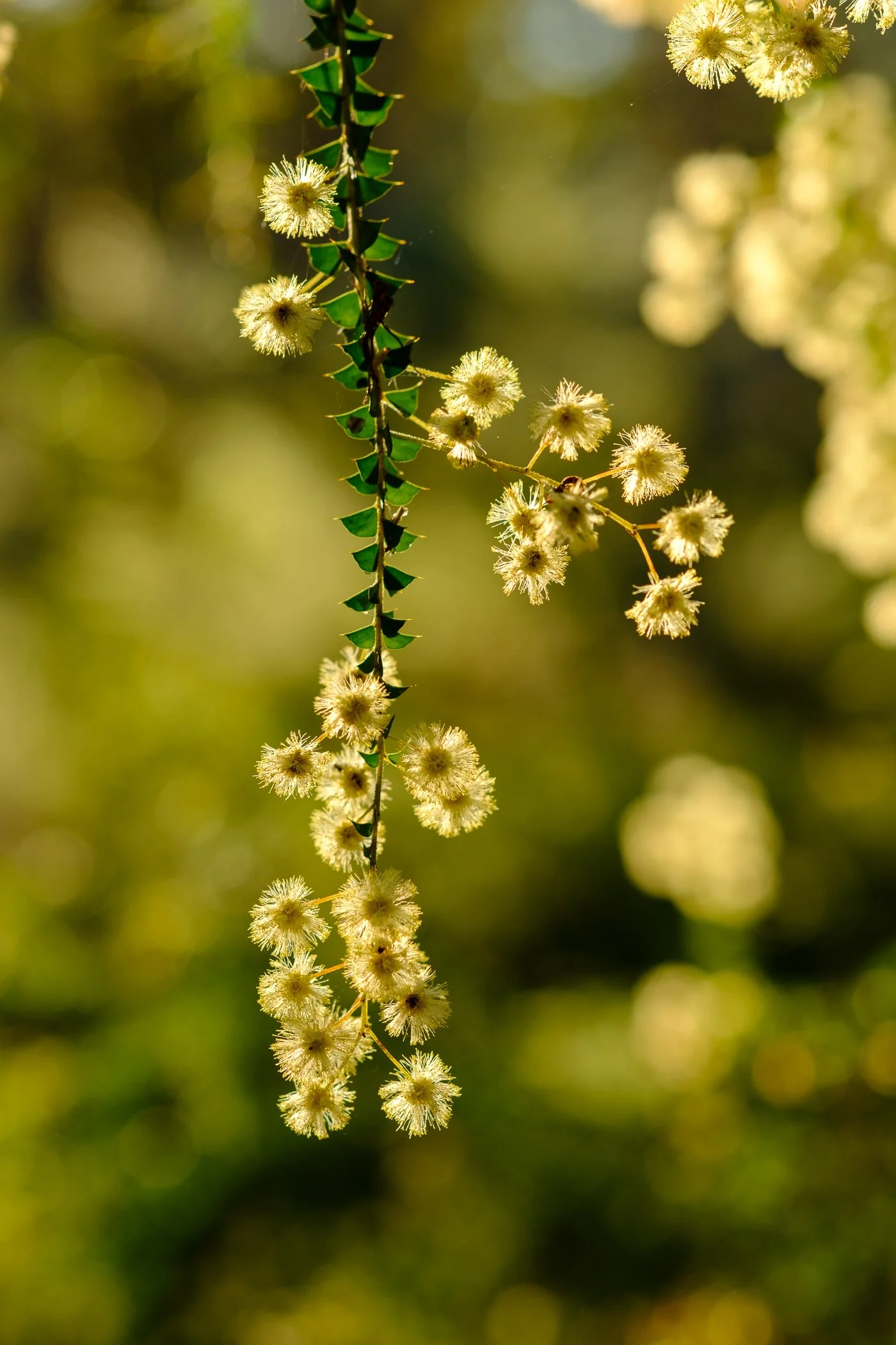 Wattle - Ben Bennet Park