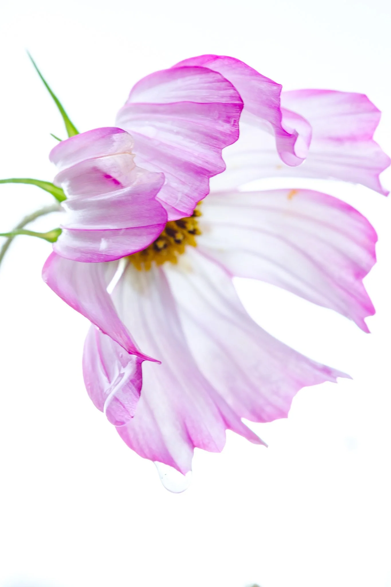 Cosmos