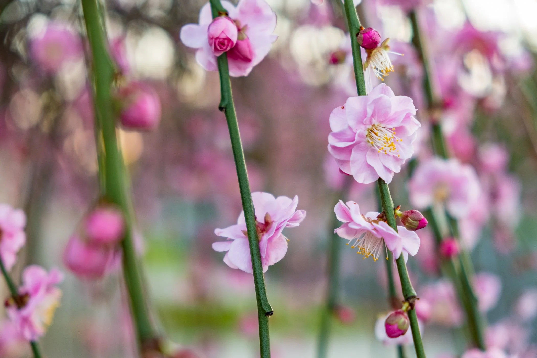 Weeping Crab Apple