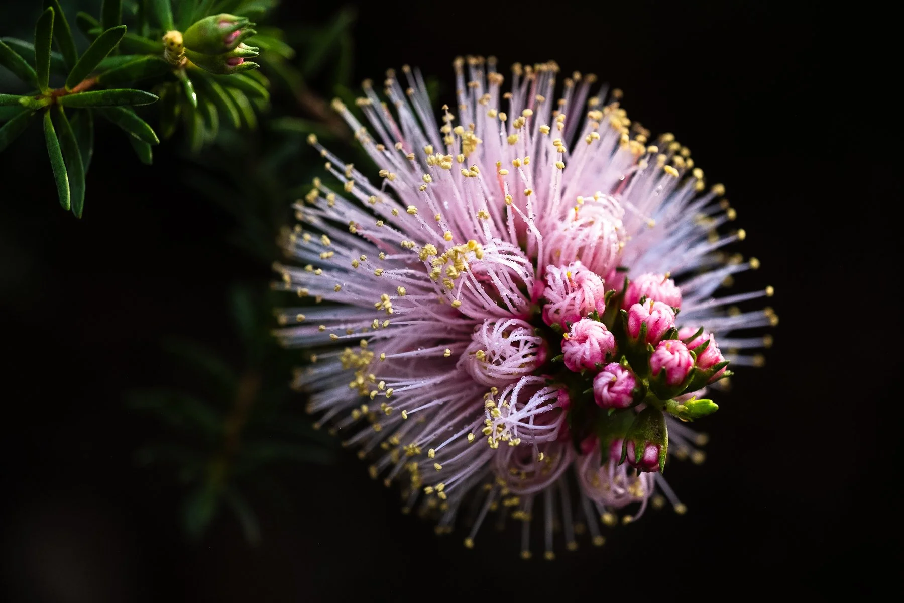 Private Photography Lessons - Sunshine Coast 