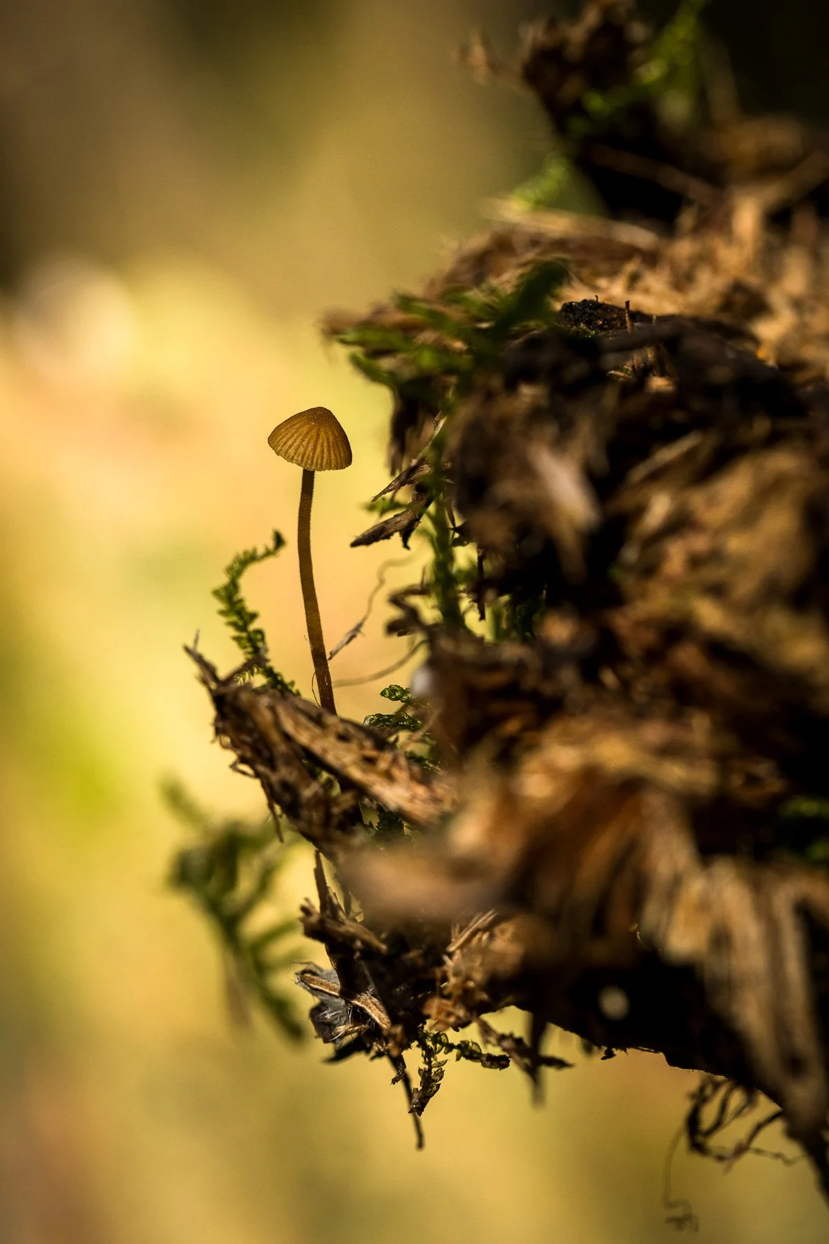 Tiny Mushrooms