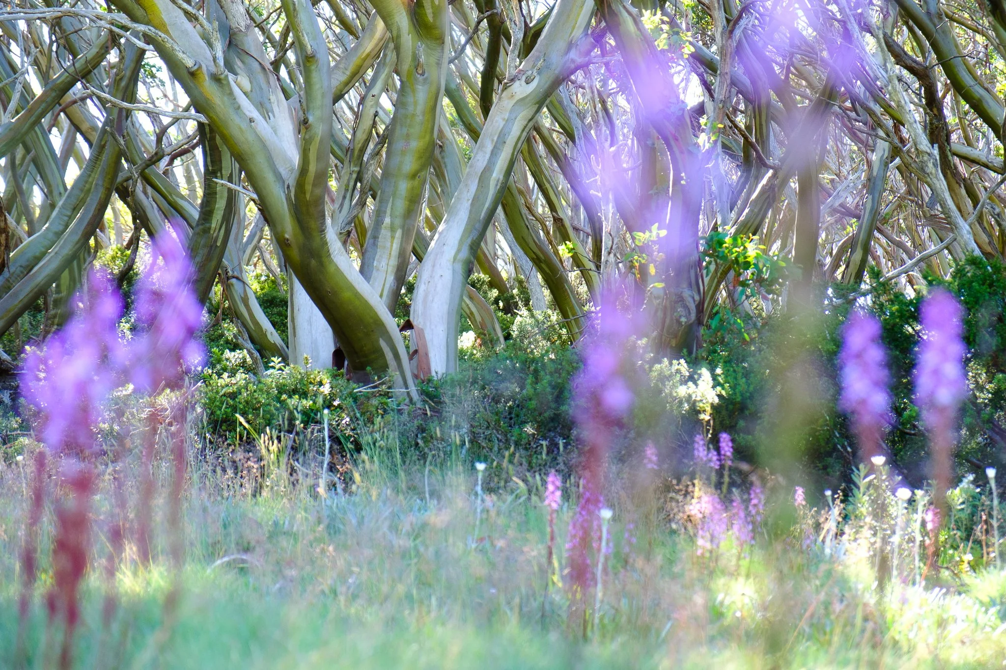 Snow Gums and wildflowers