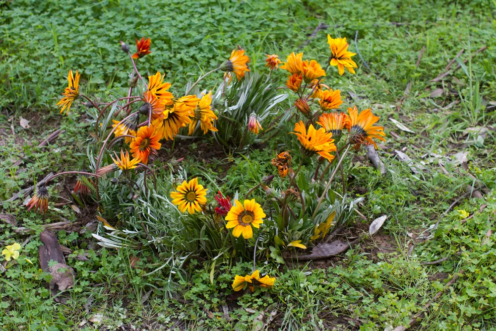  A circle of blooms planted by the creek for those that were, and remain. (detail) 