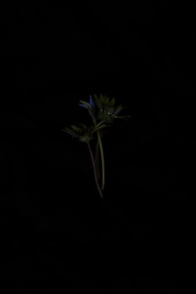 fallendepths-1_ilonanelson 1000px.jpg