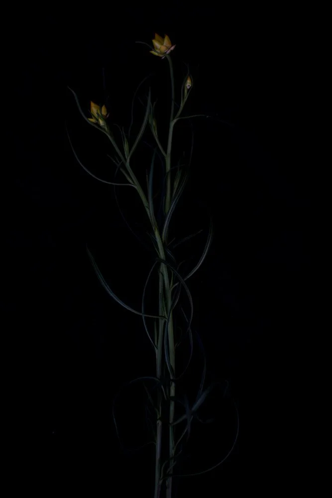 fallendepths-5_ilonanelson 1000px.jpg