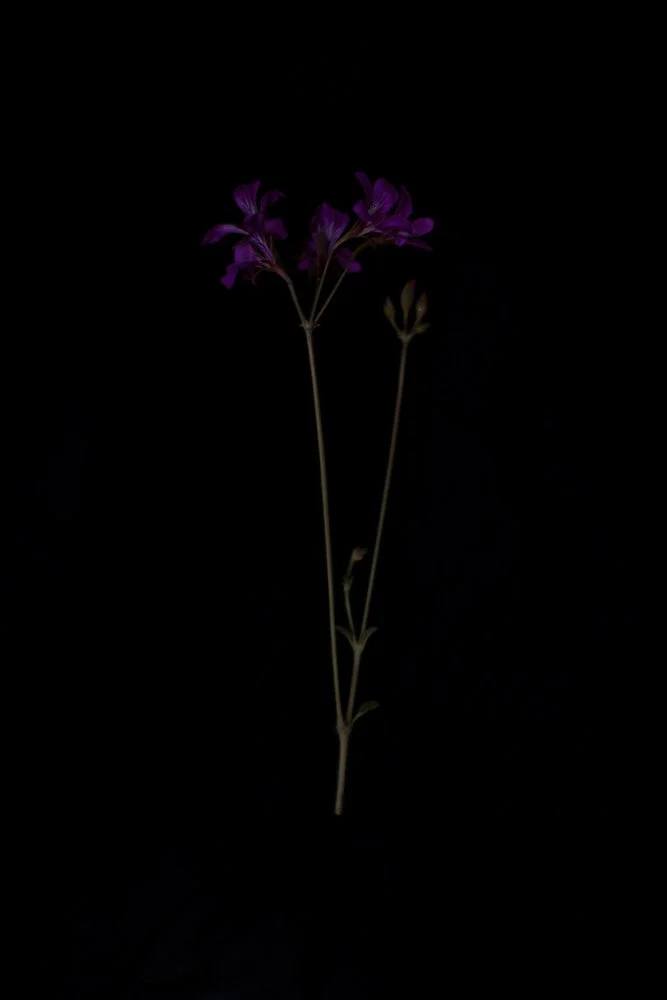 fallendepths-10_ilonanelson 1000px.jpg