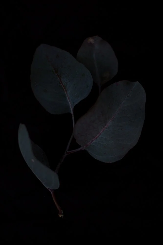 fallendepths-3_ilonanelson 1000px.jpg