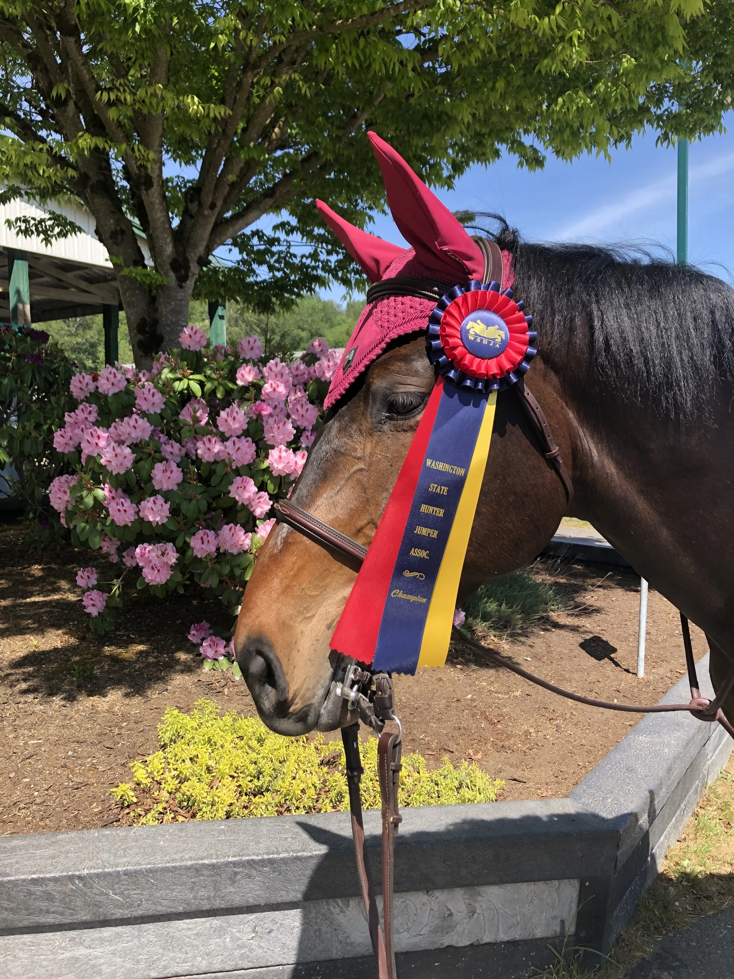 Open 1.10m Jumper 2021 May Monroe.jpg