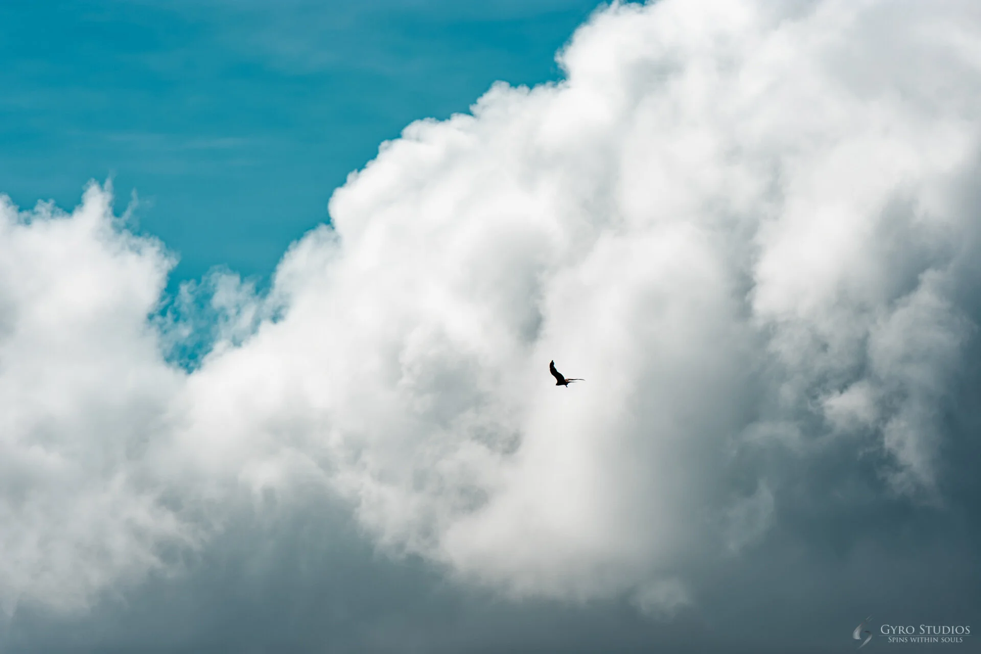 為什麼鳥兒在天空飛就一定是自由？