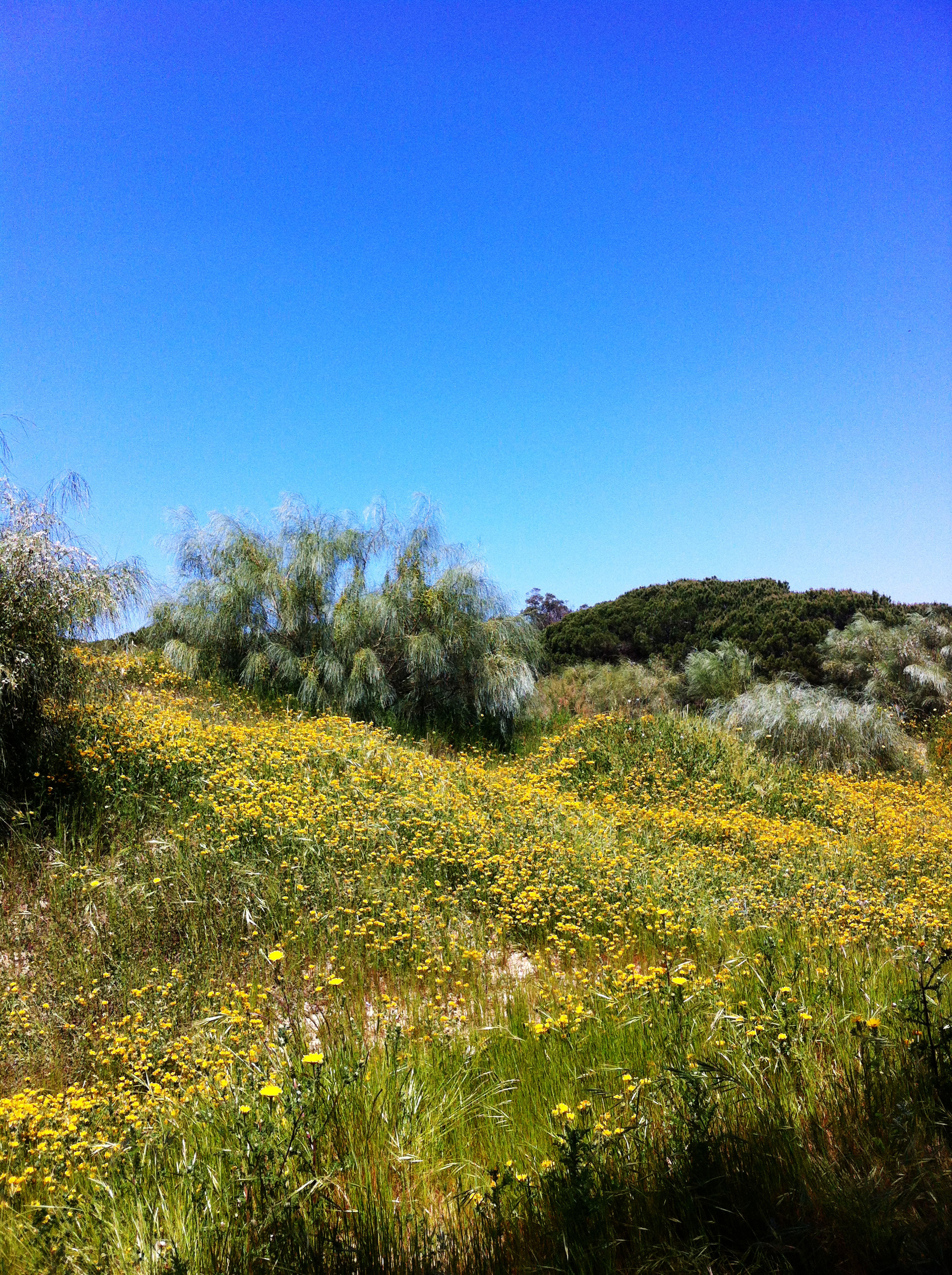 Primavera-El-Puerto-de-Santa-Maria.jpg