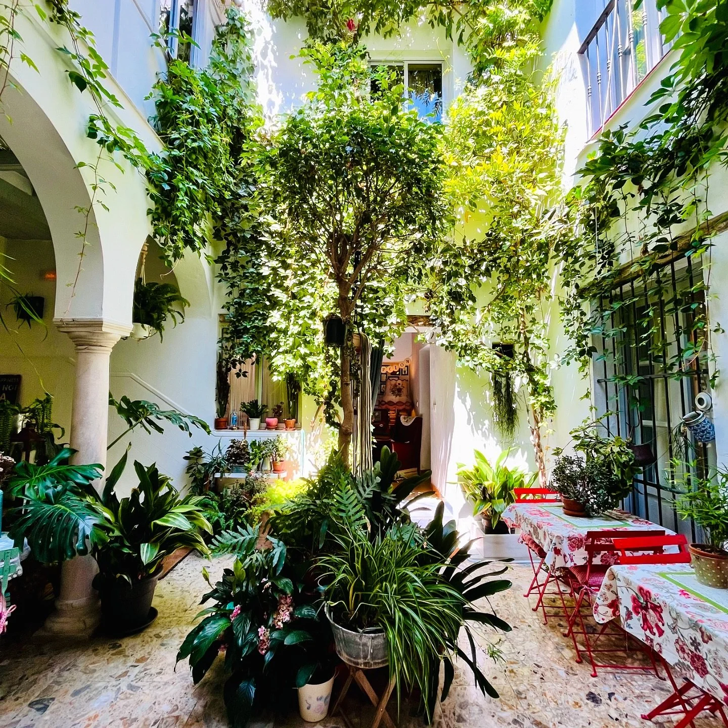 Que bonito est&aacute; el patio, &iquest;no?
#jardin #garden #patio #bonito #plantas #verde #naturaleza #andalucia #hotel #casa #elpuertodesantamaria #hostel #house #home #homedecor