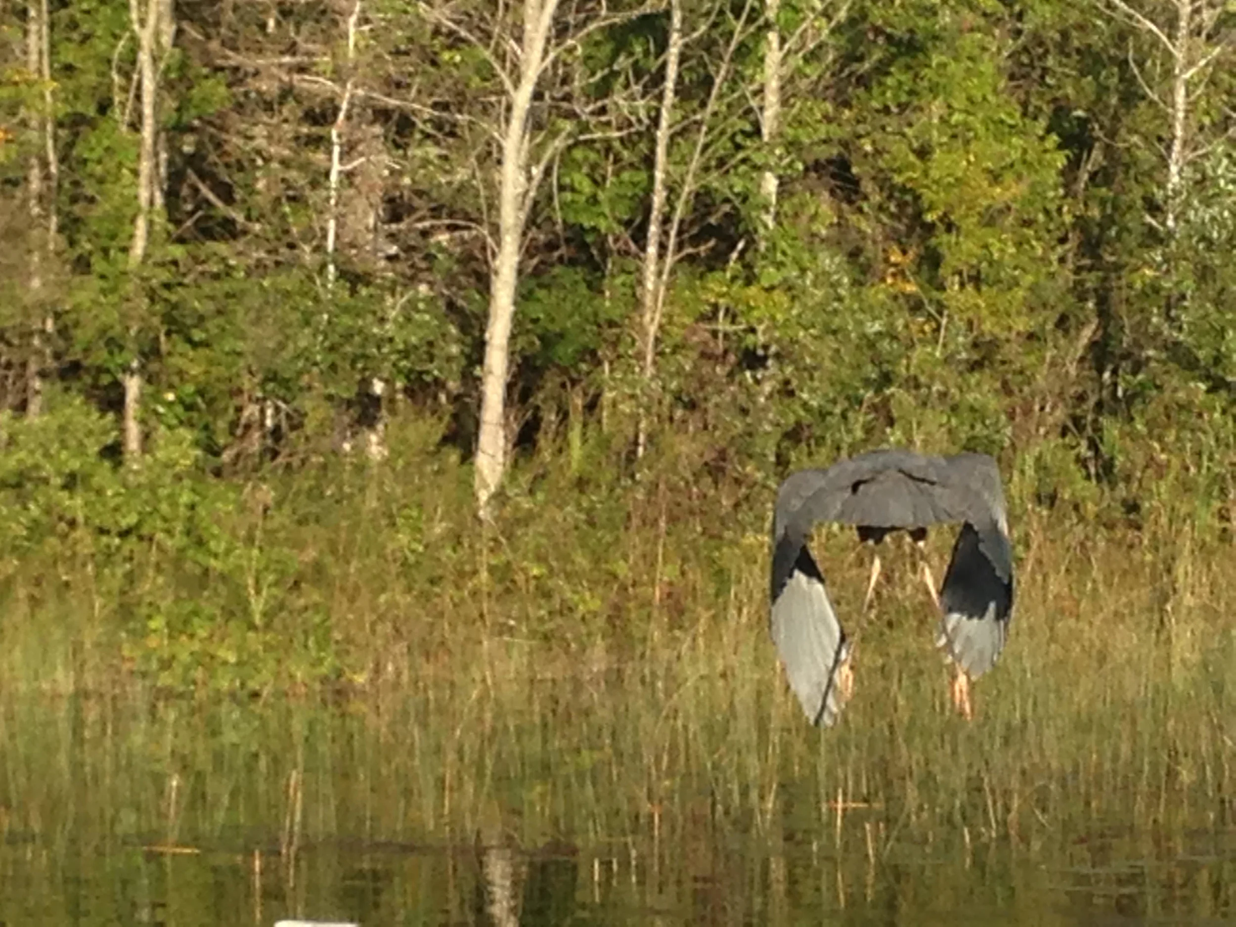 crane 2_gallery.jpg