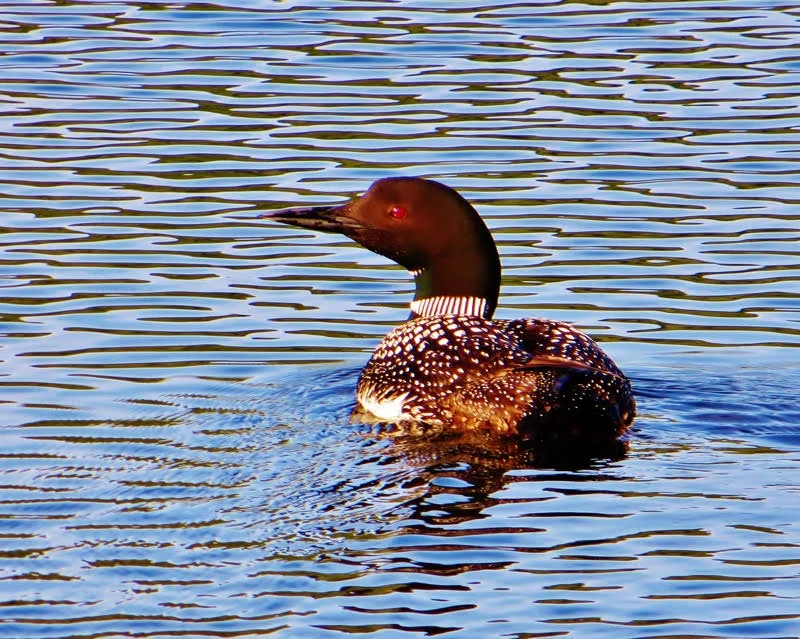 duck 2_gallery.jpg
