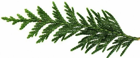 Cedar.jpg