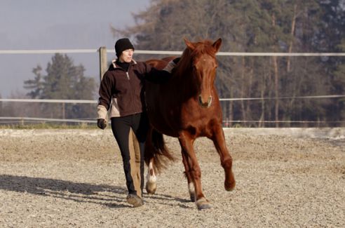 Freiarbeit mit 5j. Freibergerstute