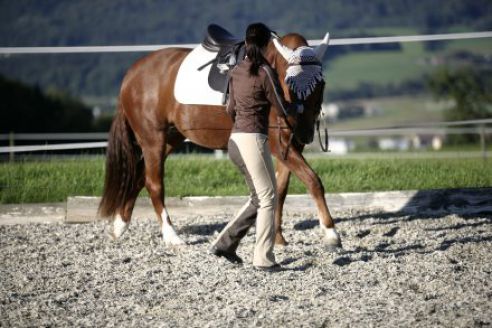 Jenny Neuhauser bei der Handarbeit mit 5j. Freibergerstute