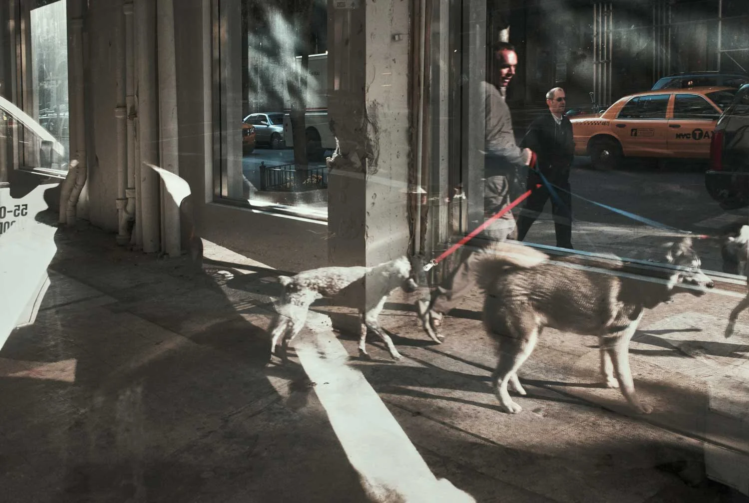 AK--Dogs-01.jpg
