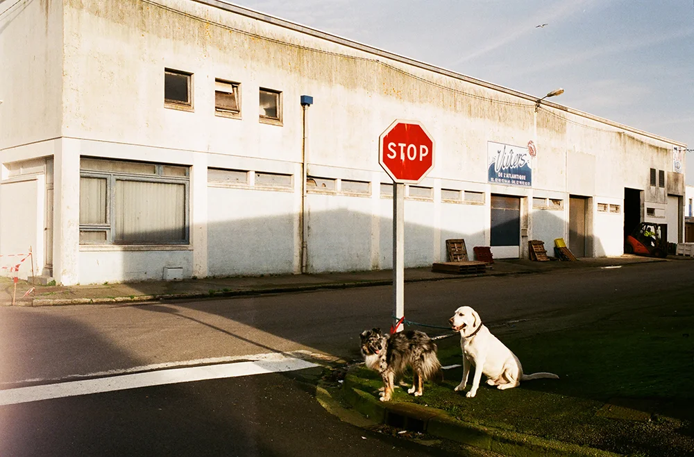 2-ISA_DOGS_POLE.jpg