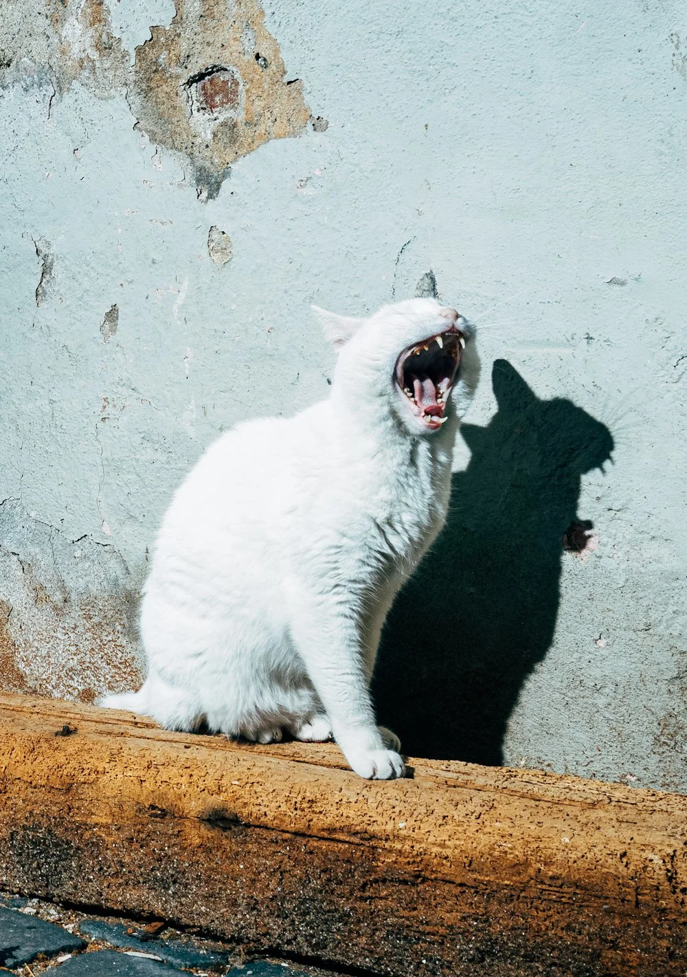 PHOTO OF THE MONTH BY NIKITA TERYOSHIN