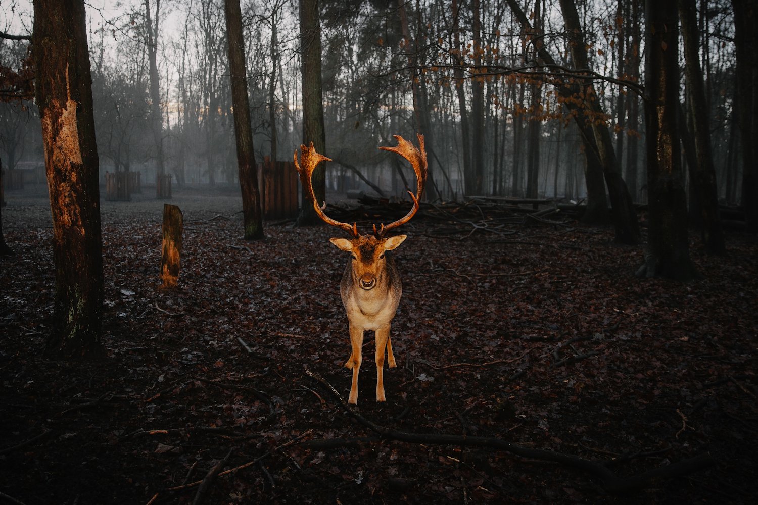 PHOTO OF THE MONTH BY EFI LONGINOU