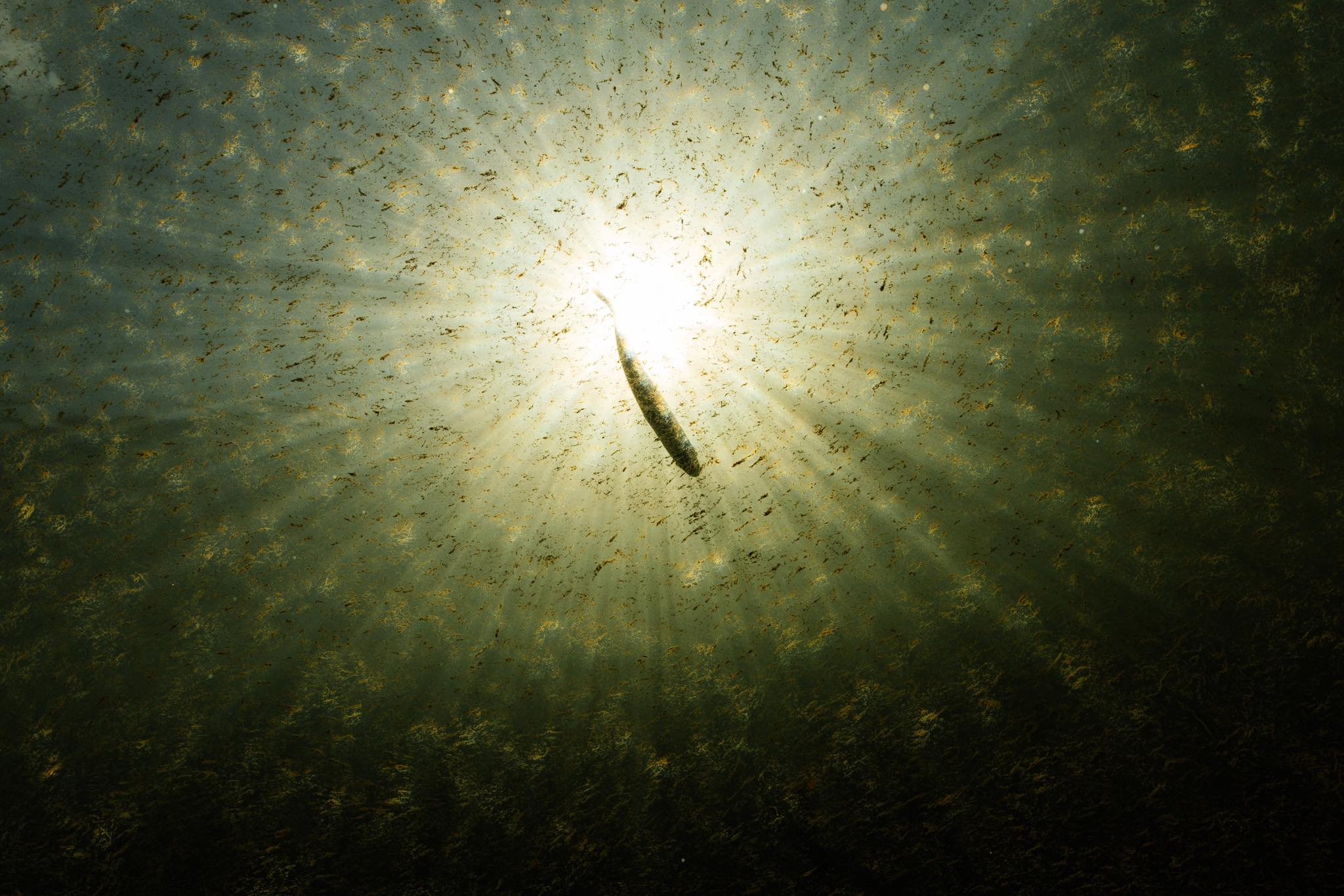 PHOTO OF THE MONTH BY EFI LONGINOU