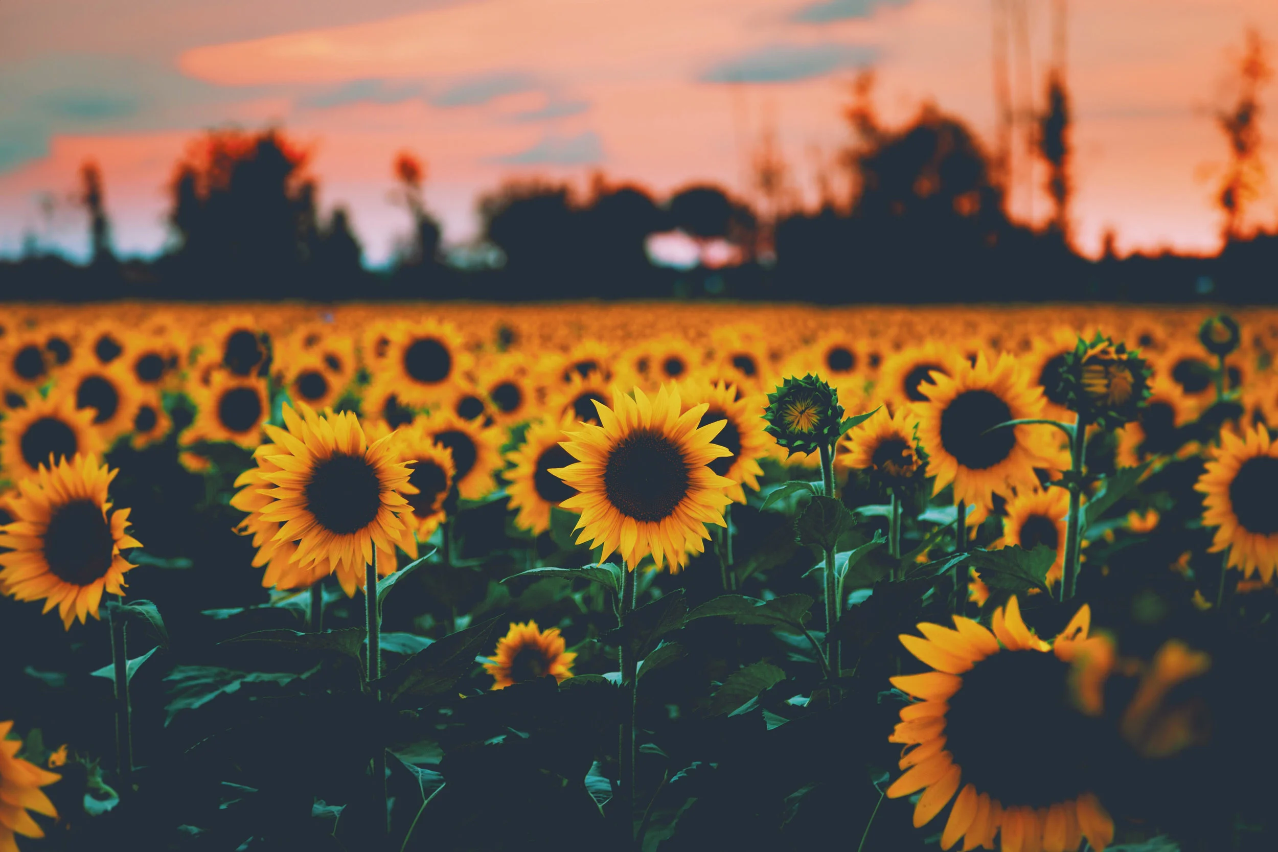 Falls Apart sunflowers.jpg