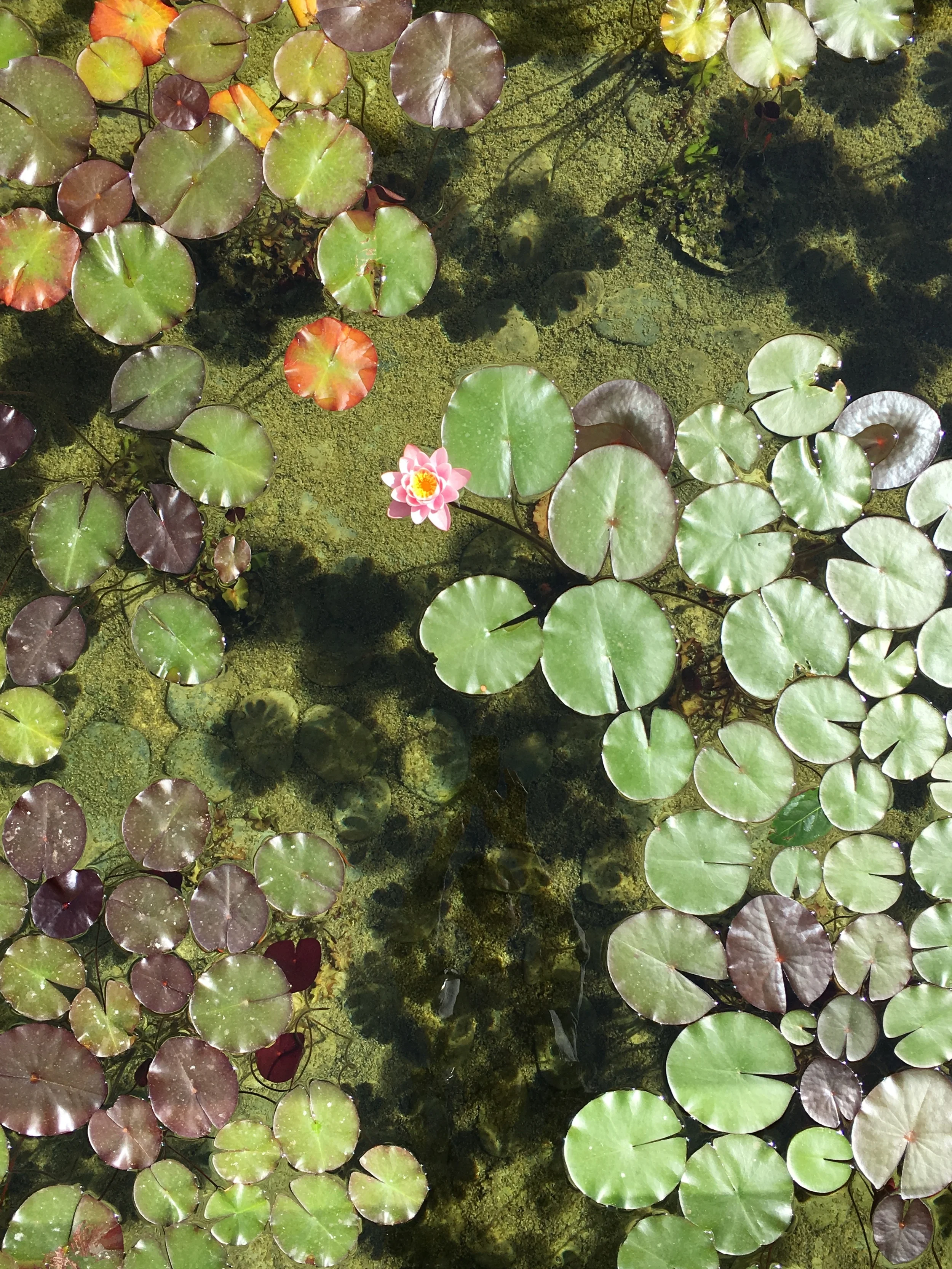 Lilies flourishing inside the hotel's cistern