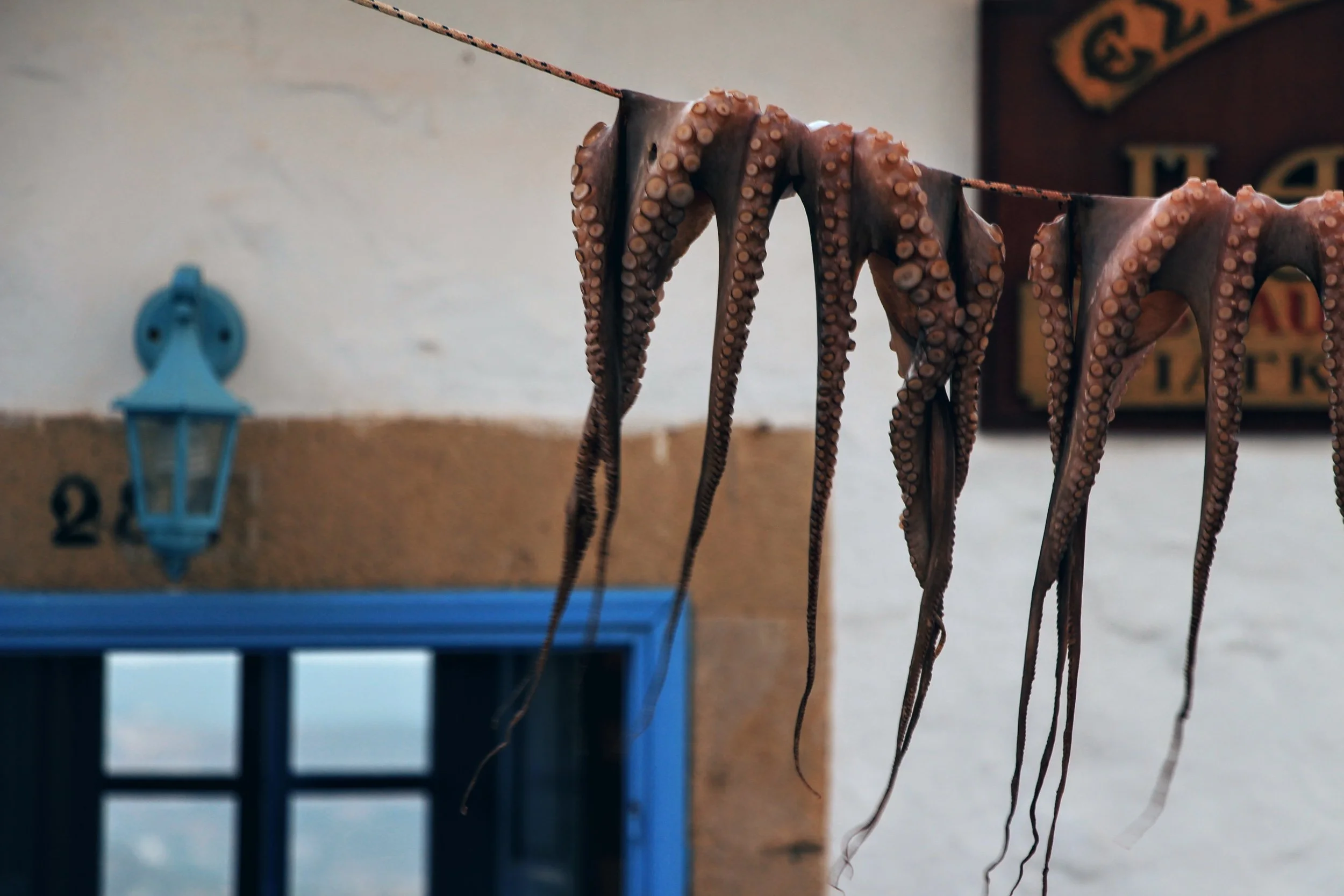 Octopus hang out to dry at Pantheon