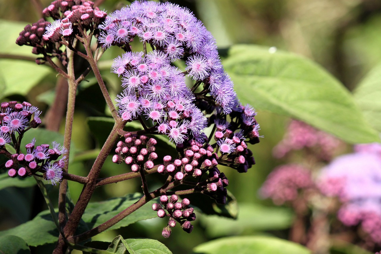 Royal Botanic Gardens, Image by PublicDomainPictures