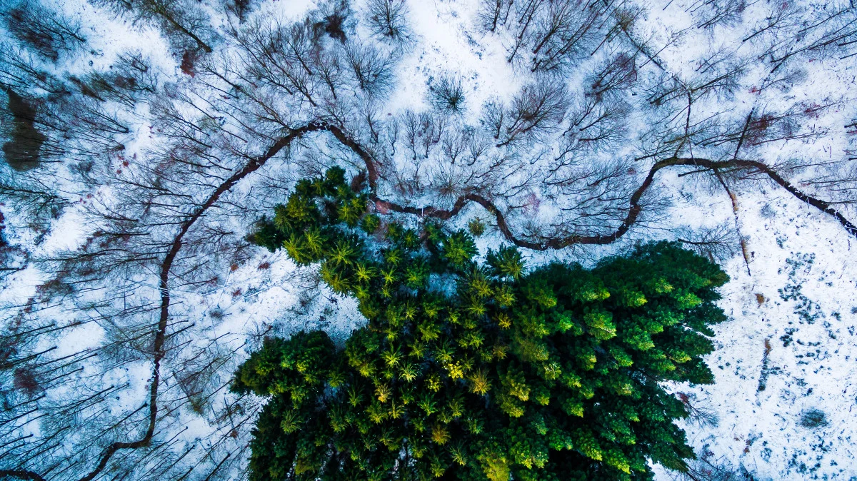 Kalbyris forest, Denmark, by mbernholdt