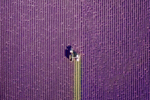 Fields of Lavender in Valensole, Provence, France by jcourtial
