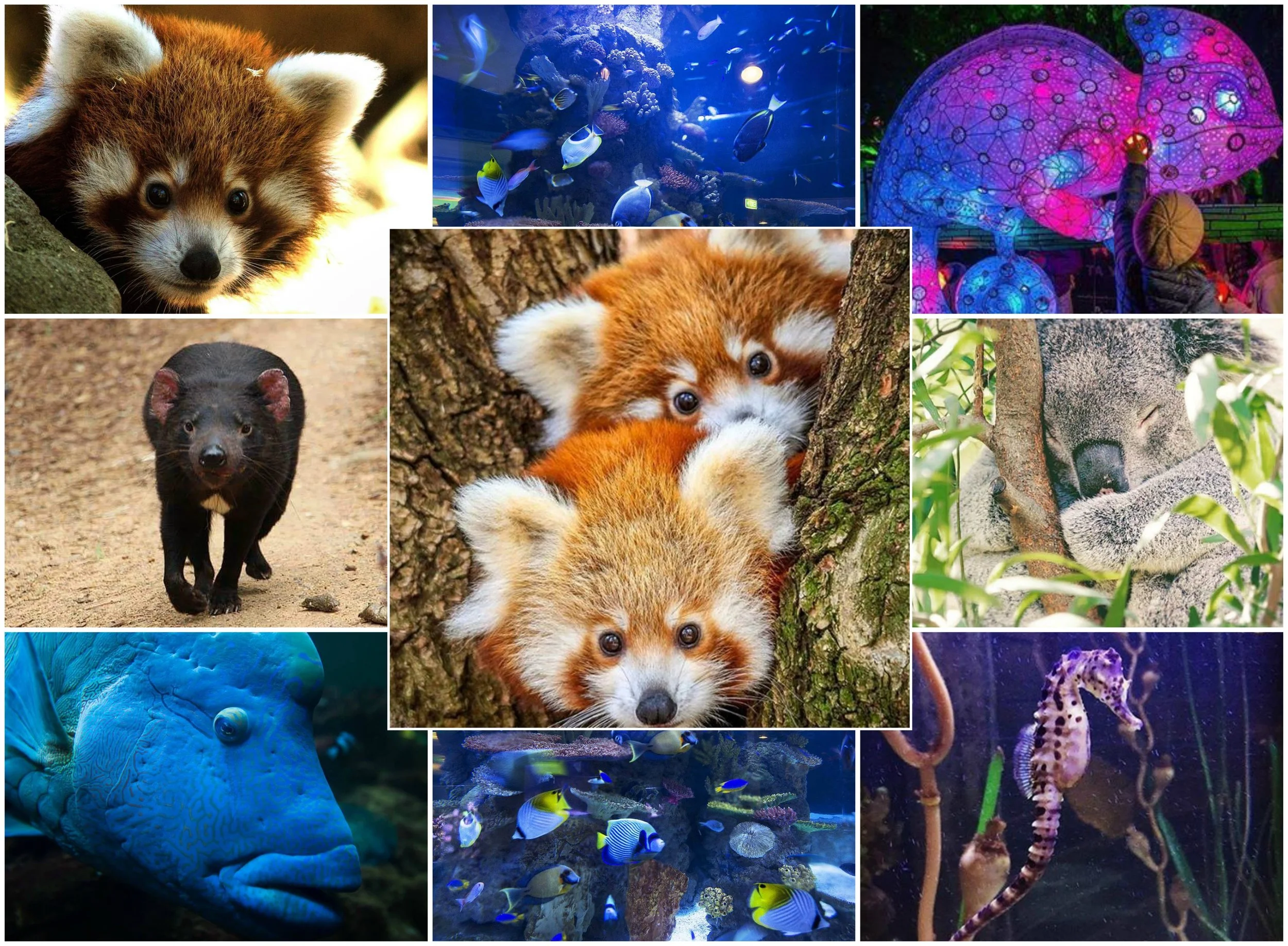 Images by nationalzoo, Source: https://www.instagram.com/nationalzoo/