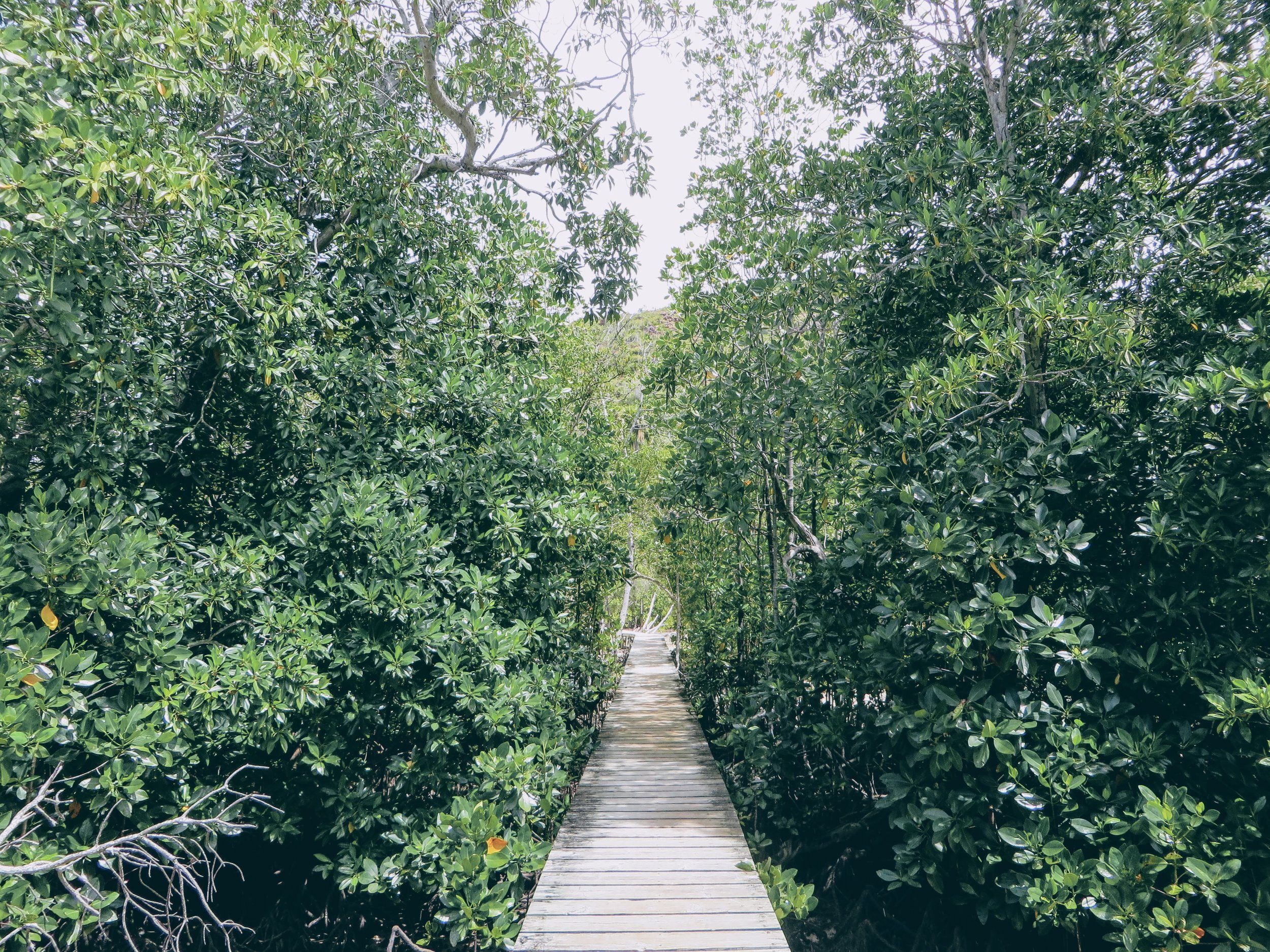 The hiking trail, leading from Tortoise beach to the Doctor’s house and museum on Praslin.