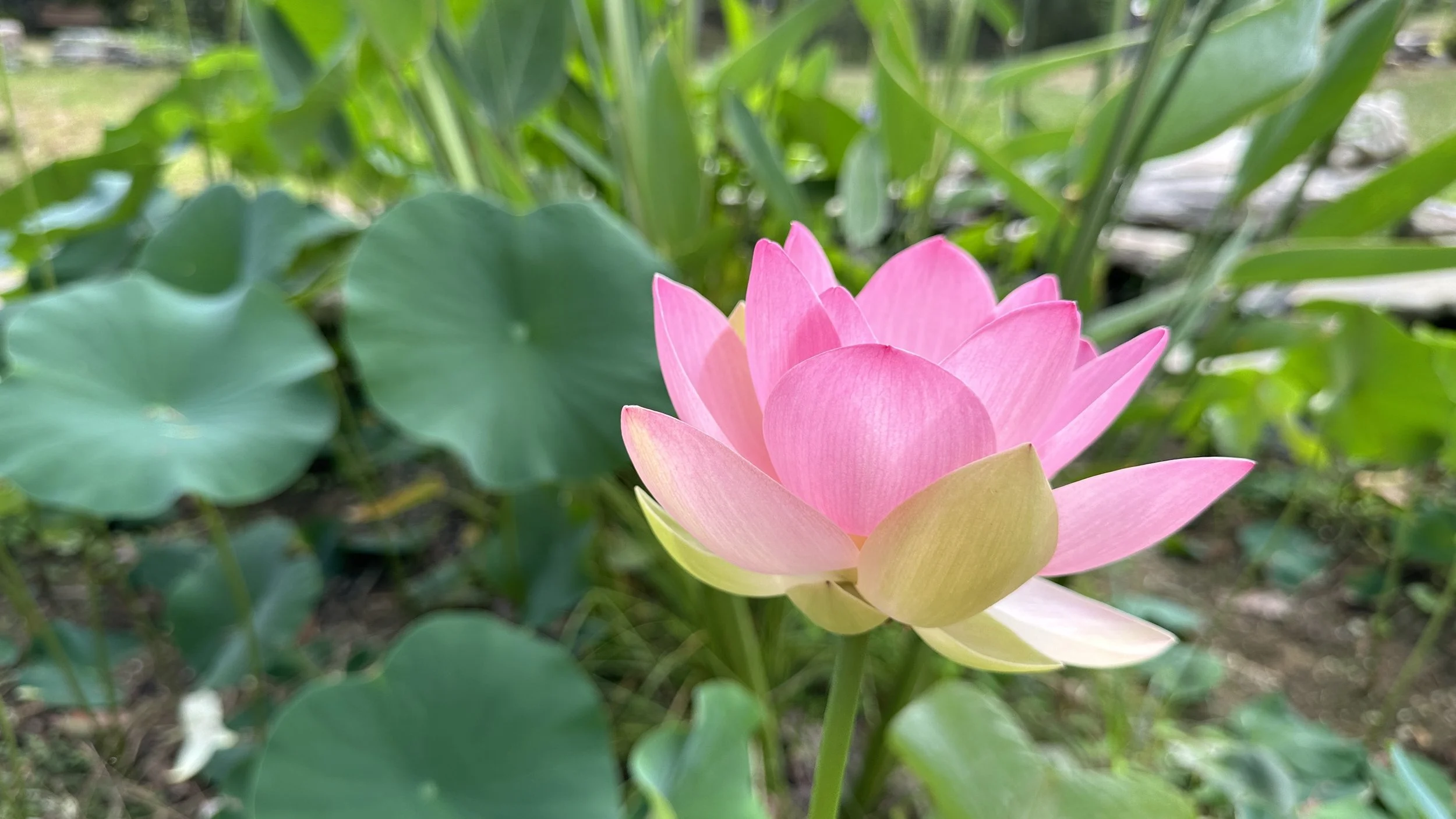 Temple Lotus_2024.jpg