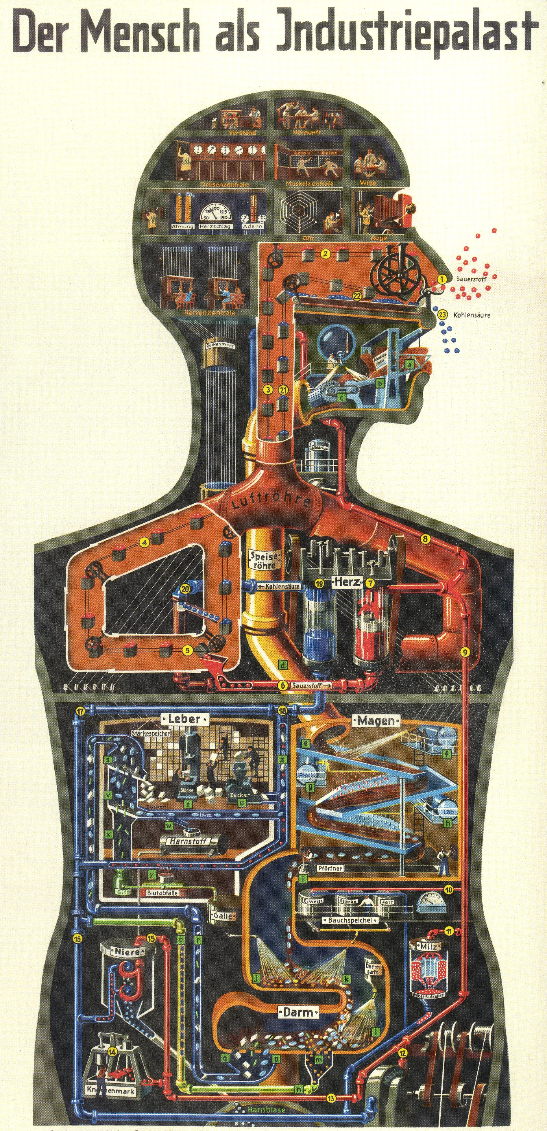 T_Ref_Fritz Kahn Man as Industrial Palace 2.jpg