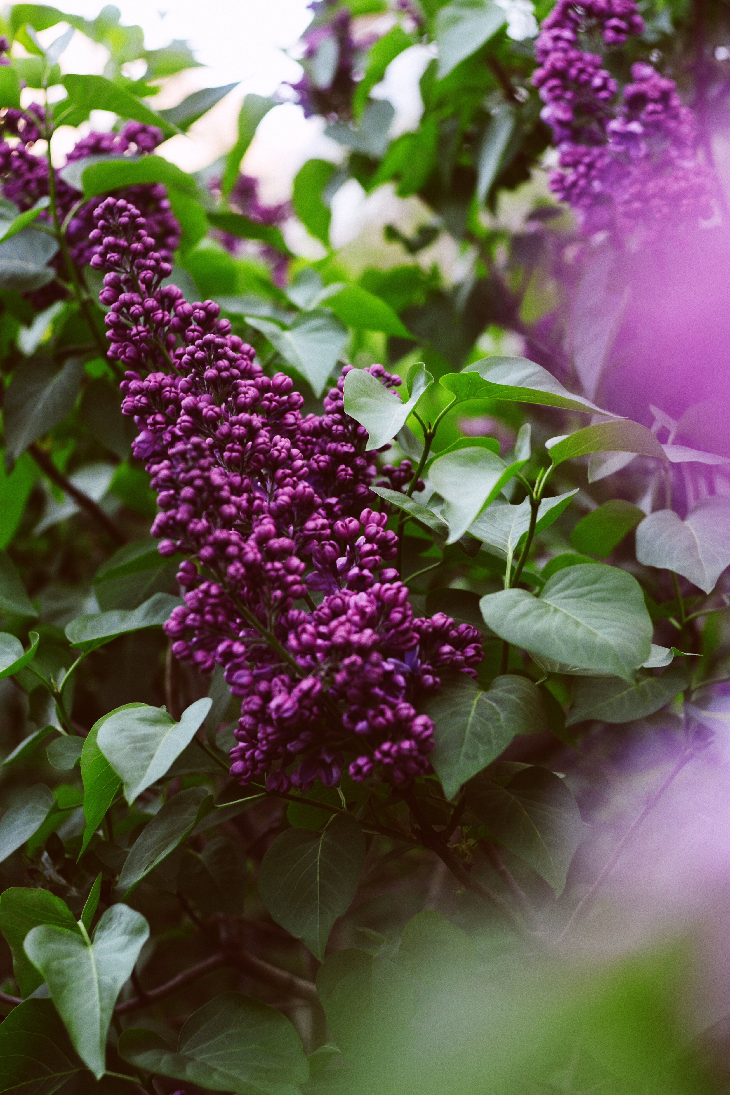 dakota | lilacs in the U.P.