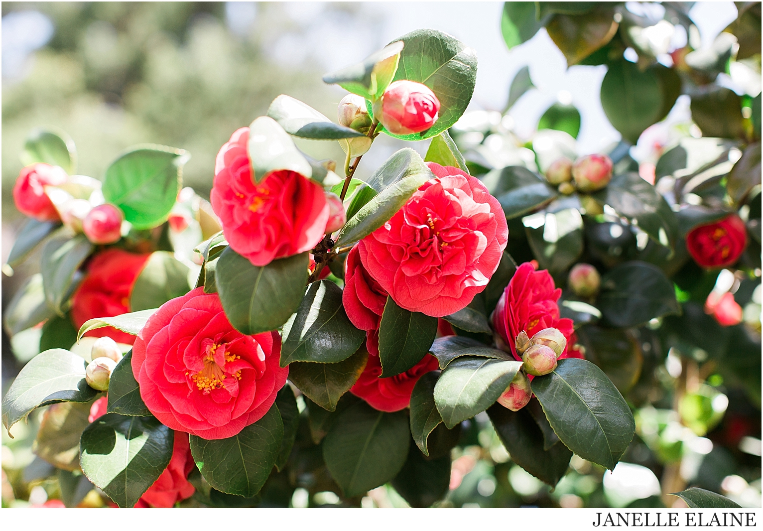 sping-blossoms-seattle photographer janelle elaine-14.jpg