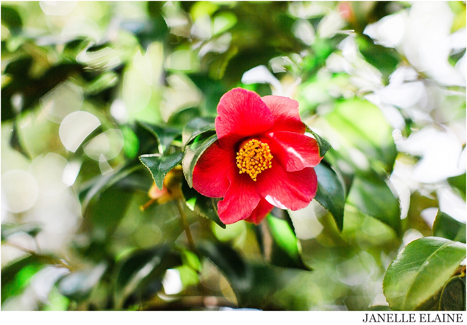 sping-blossoms-seattle photographer janelle elaine-26.jpg