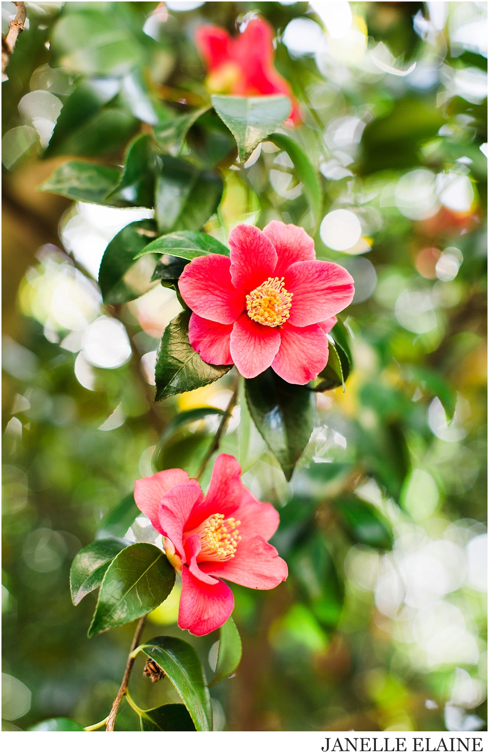 sping-blossoms-seattle photographer janelle elaine-28.jpg